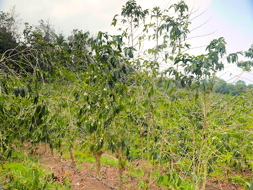 Image of a beautiful coffee farm in Kona.