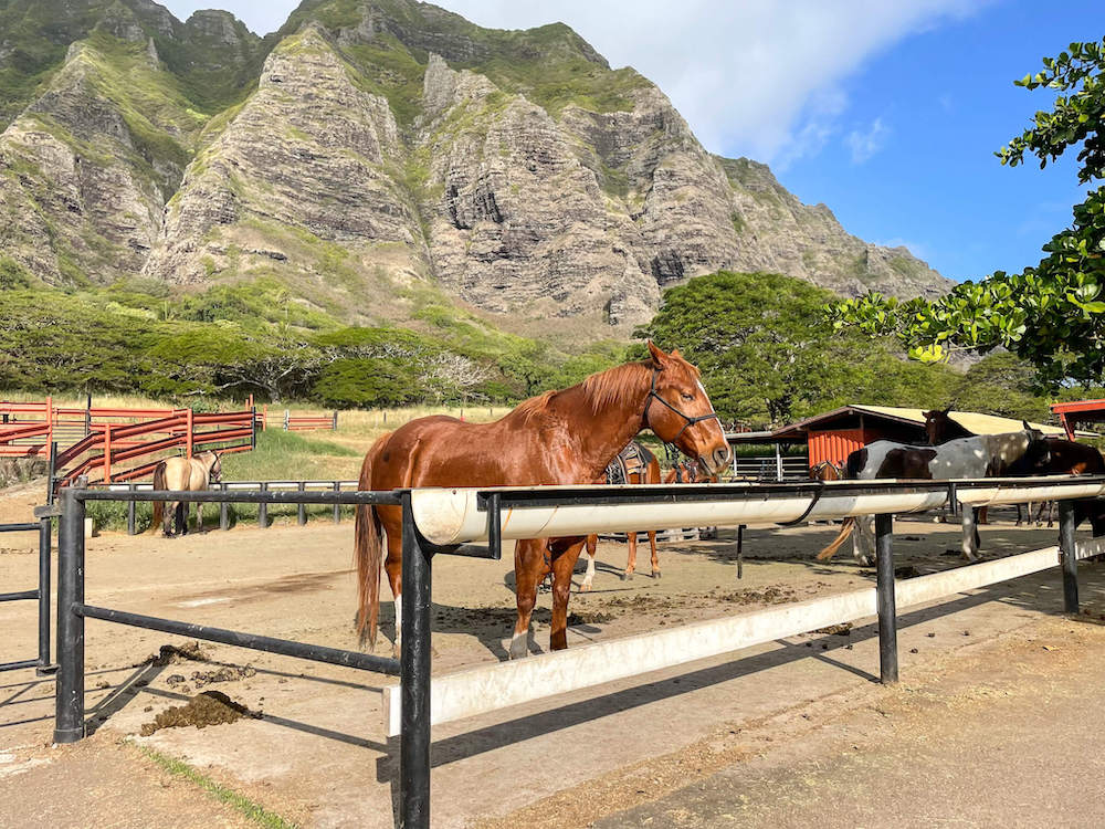 Image of a brown horse in a pen at Kualoa Ranch on Oahu.