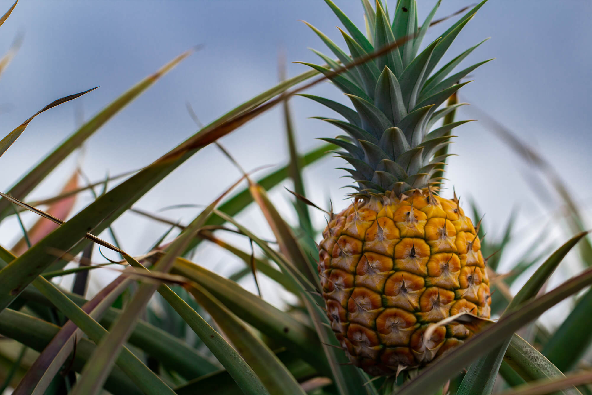 Learn how to visit a Hawaii pineapple farm by top Hawaii blog Hawaii Travel with Kids. Image of a pineapple growing in a field in Hawaii.