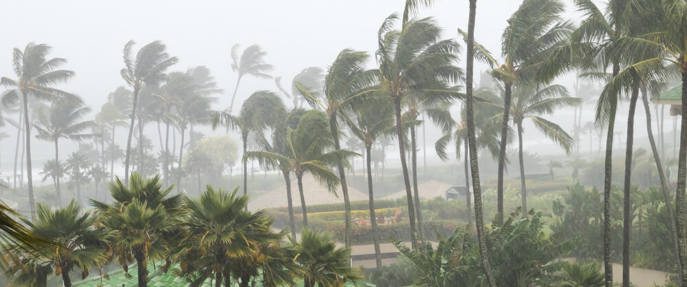 Image of palm trees during a hurricane with high winds.