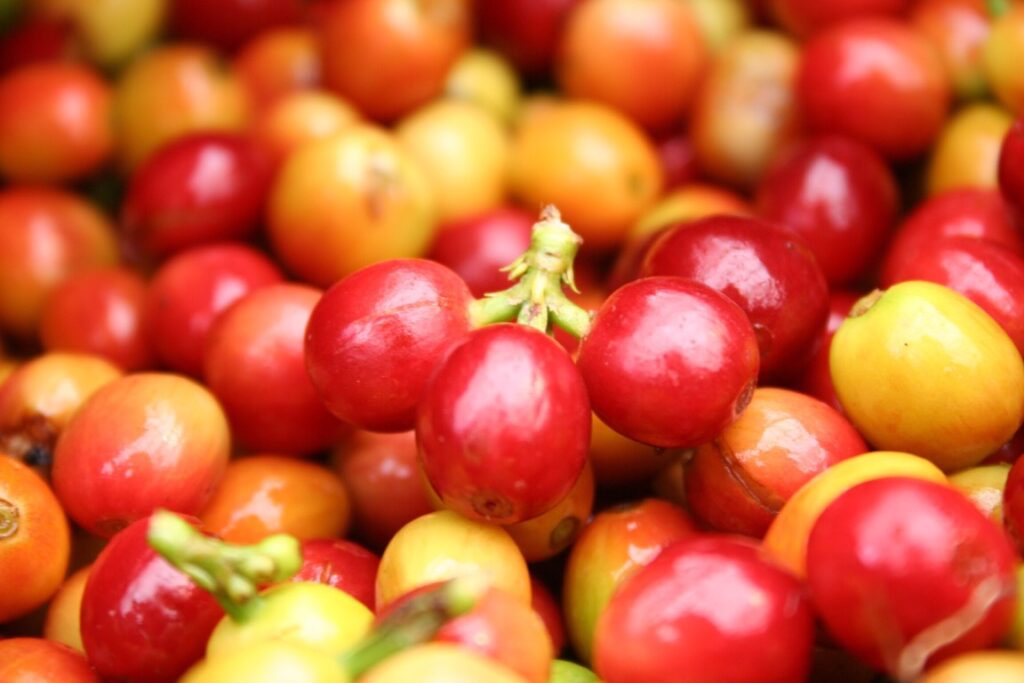 Image of red and yellow Kona coffee berries.