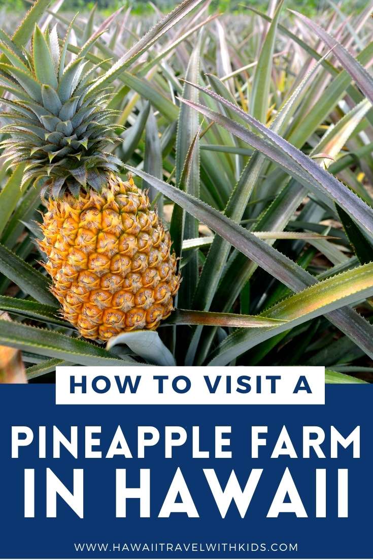 pineapple farm tour oahu