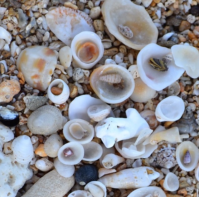 Image of a bunch of tiny seashells in Hawaii