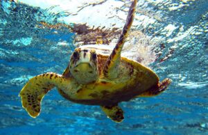 Find out where to swim with turtles in Hawaii recommended by top Hawaii blog Hawaii Travel with Kids. Image of a sea turtle swimming in the ocean