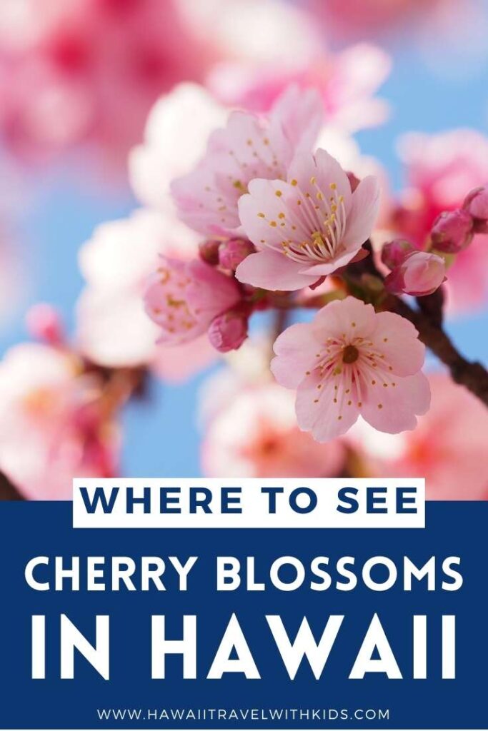 How to See Cherry Blossoms in Hawaii (2023)