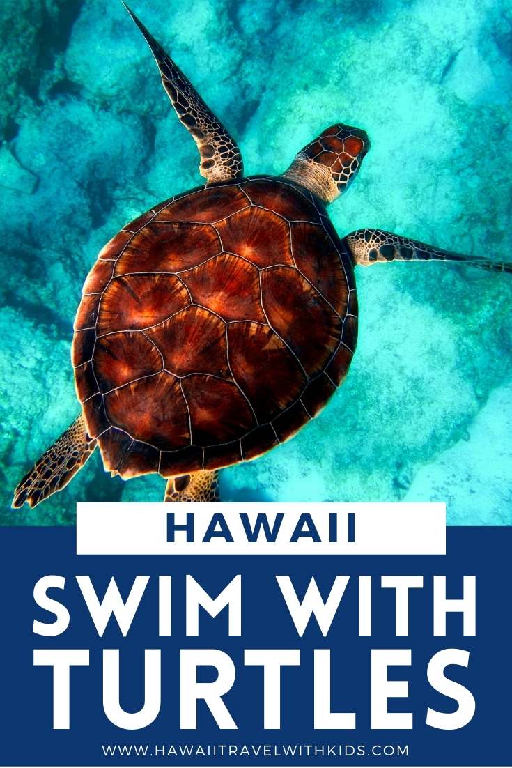 Where Can You Swim with Turtles in Hawaii? (2023)