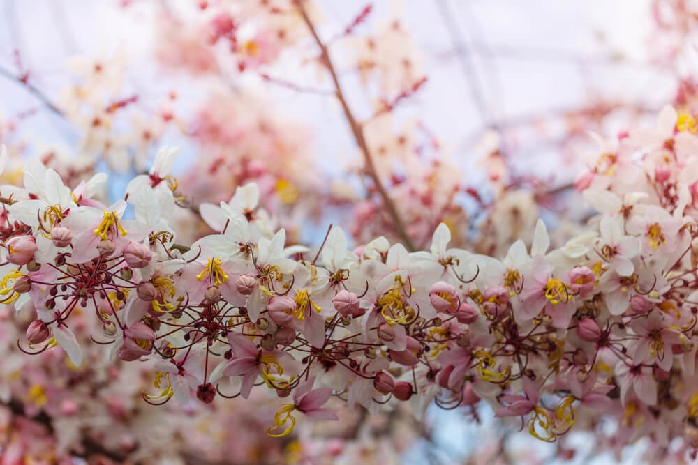 Find out where to see cherry blossoms in Hawaii