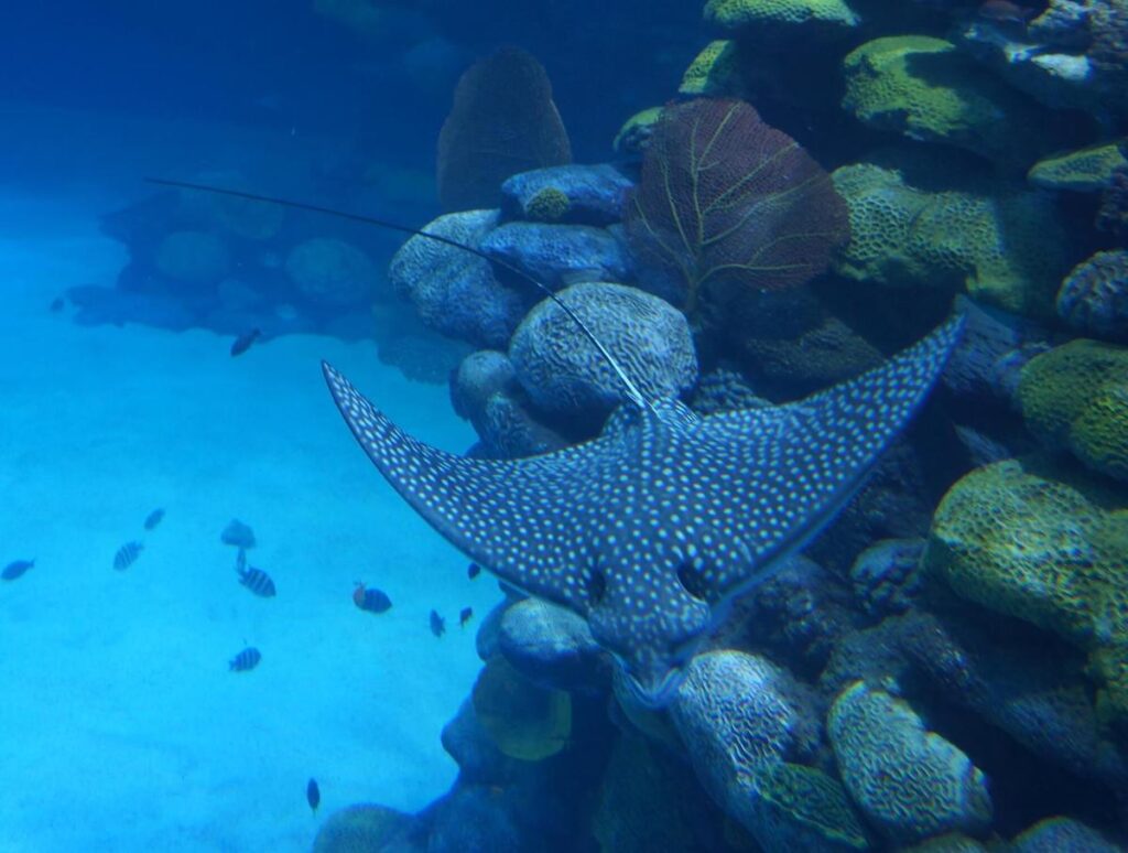 Check out this honest Big Island Manta Ray snorkel tour review by top Hawaii blog Hawaii Travel with Kids. Image of a Manta Ray in Hawaii.