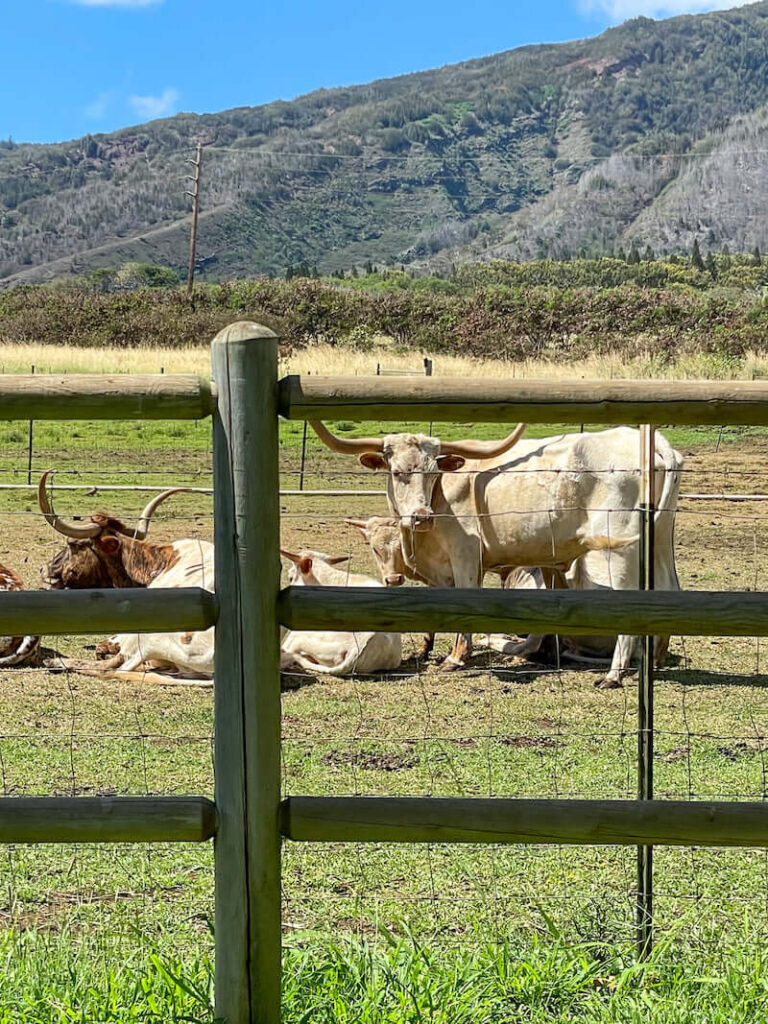 Image of bulls with long horns at Maui Tropical Plantation in Hawaii.