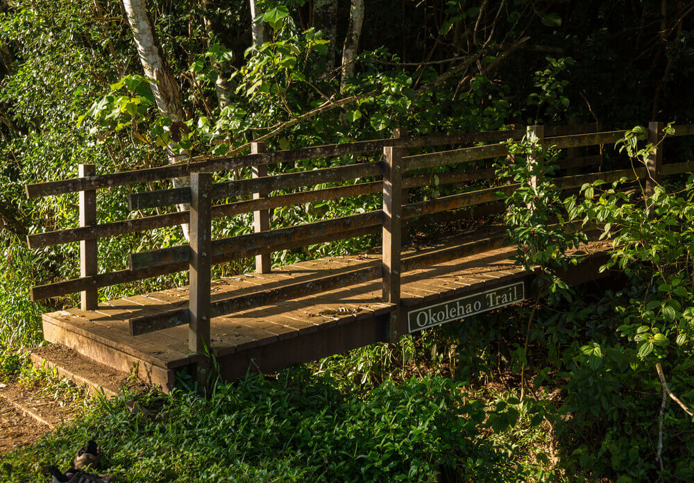 Image of a pedestrian bridge into the jungle in North Shore Kauai.