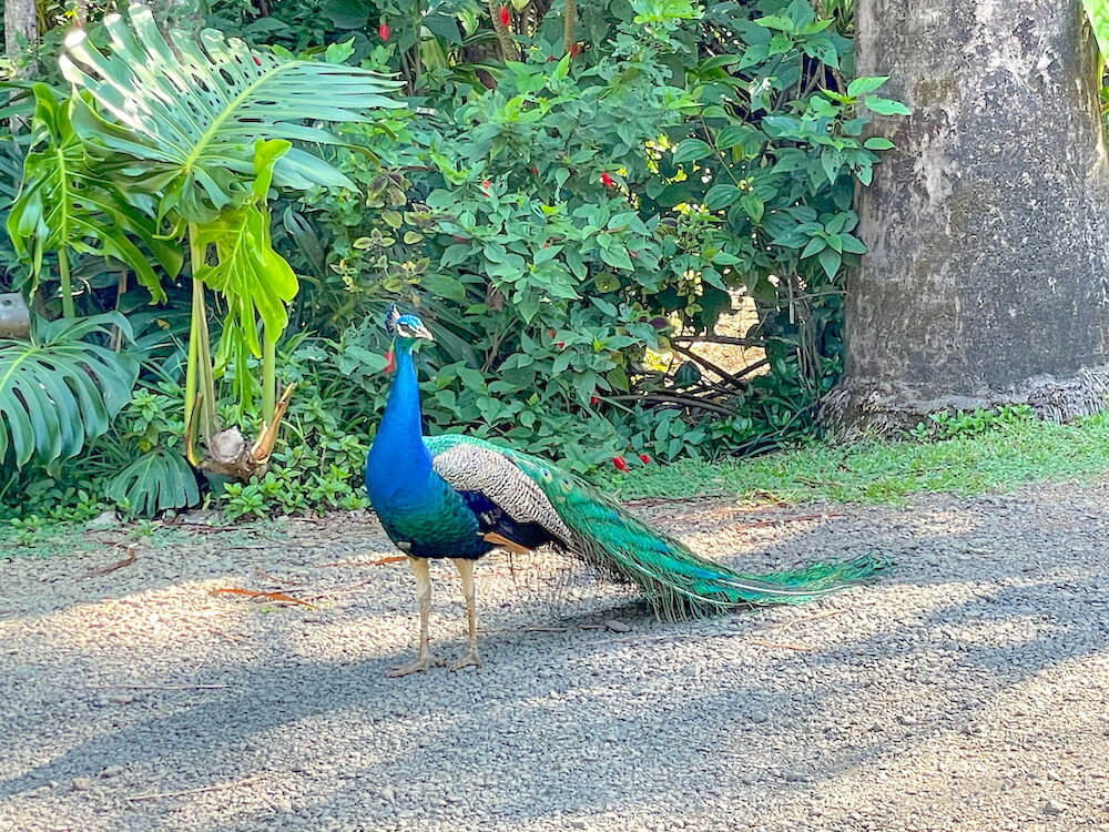 Image of a peacock strutting around the Garden of Eden on Maui.