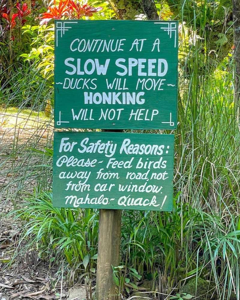 Image of a sign that says "continue at a slow speed, ducks will move, honking will not help"