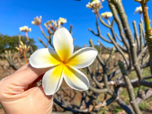 Find out how to visit the Moloka'i Plumeria Farm by top Hawaii blog Hawaii Travel with Kids. Image of someone holding up a plumeria flower in front of plumeria trees on Moloka'i.