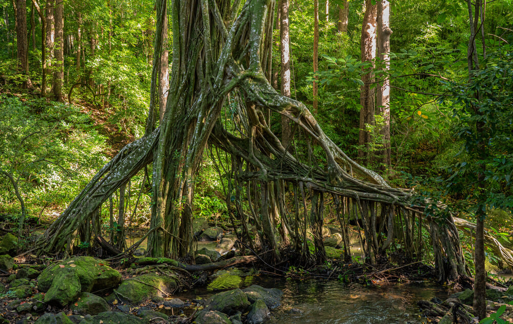 Image of a tree with lots of roots along the Judd Trail on Oahu.