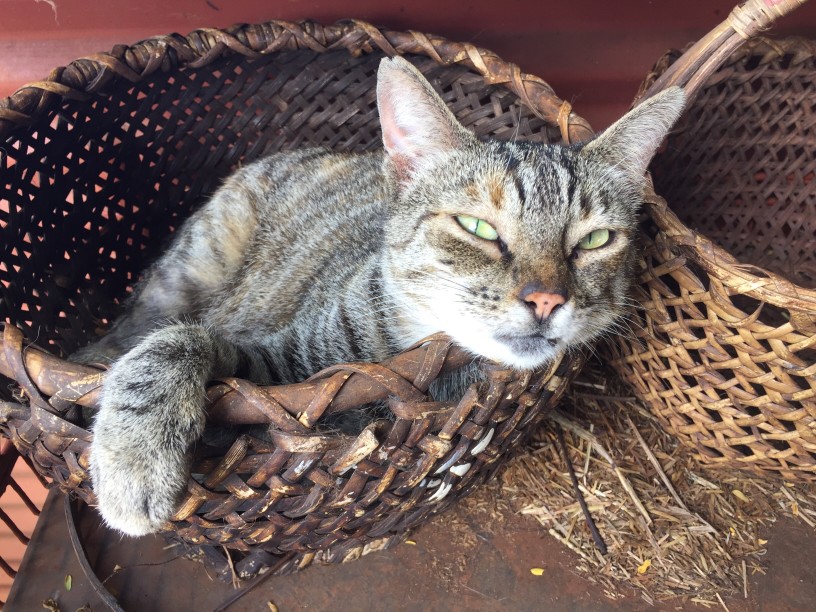 Image of a grey cat in a woven basket at the Lanai Cat Sanctuary.