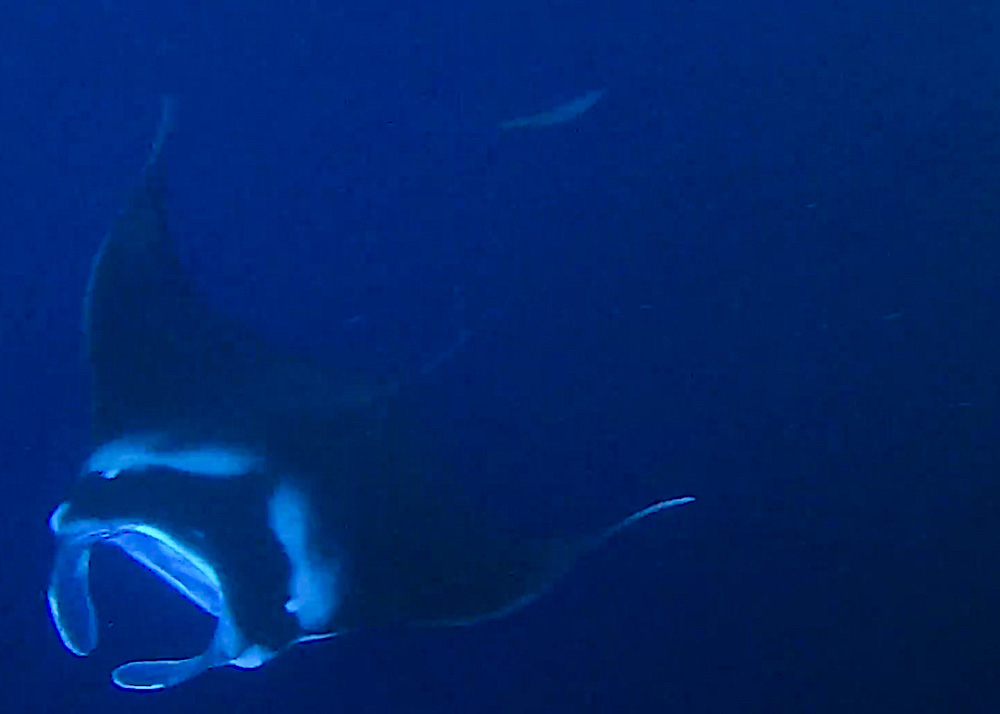 Image of a Manta Ray swimming at night in Hawaii.