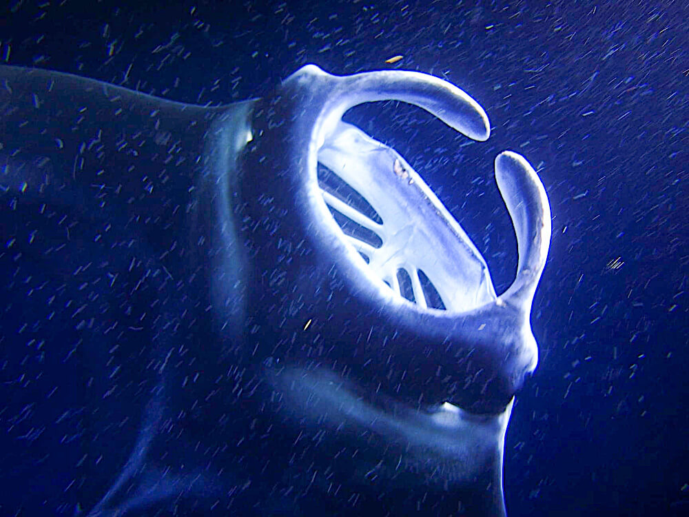 Image of a Manta Ray swimming in the water in Kona Hawaii.