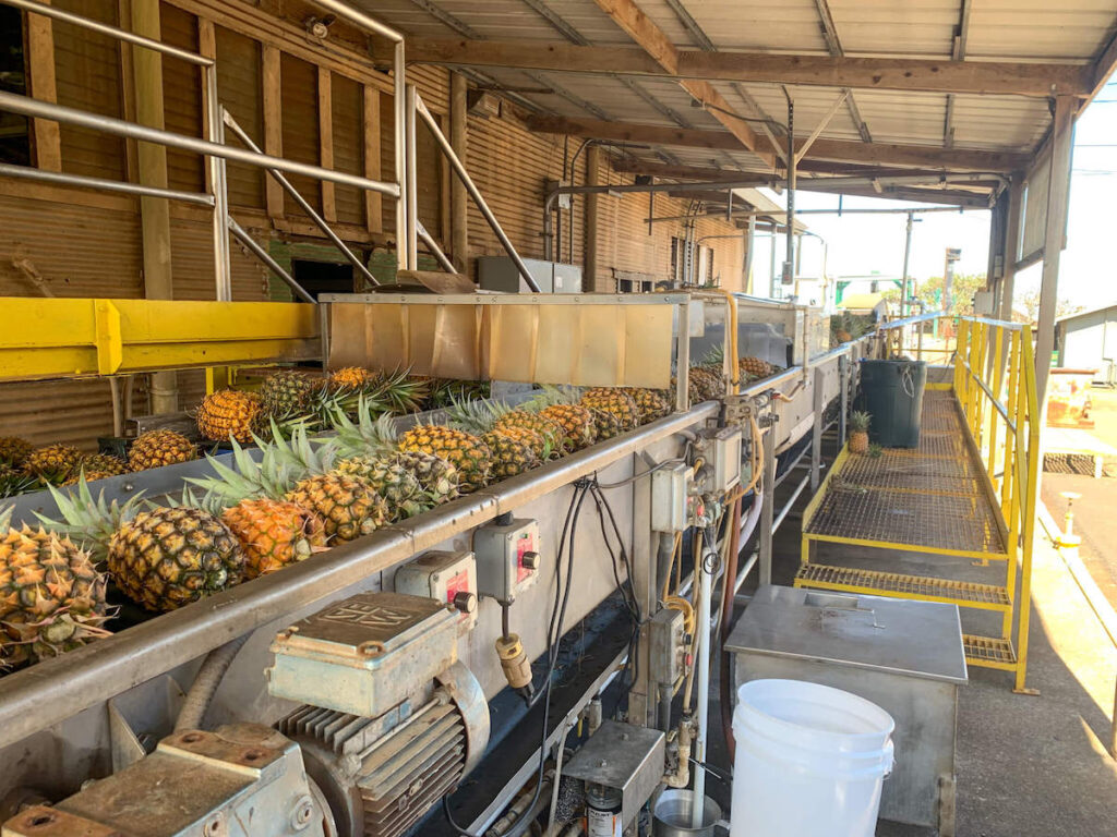 Image of pineapples on a conveyor belt at the Maui Pineapple Tour