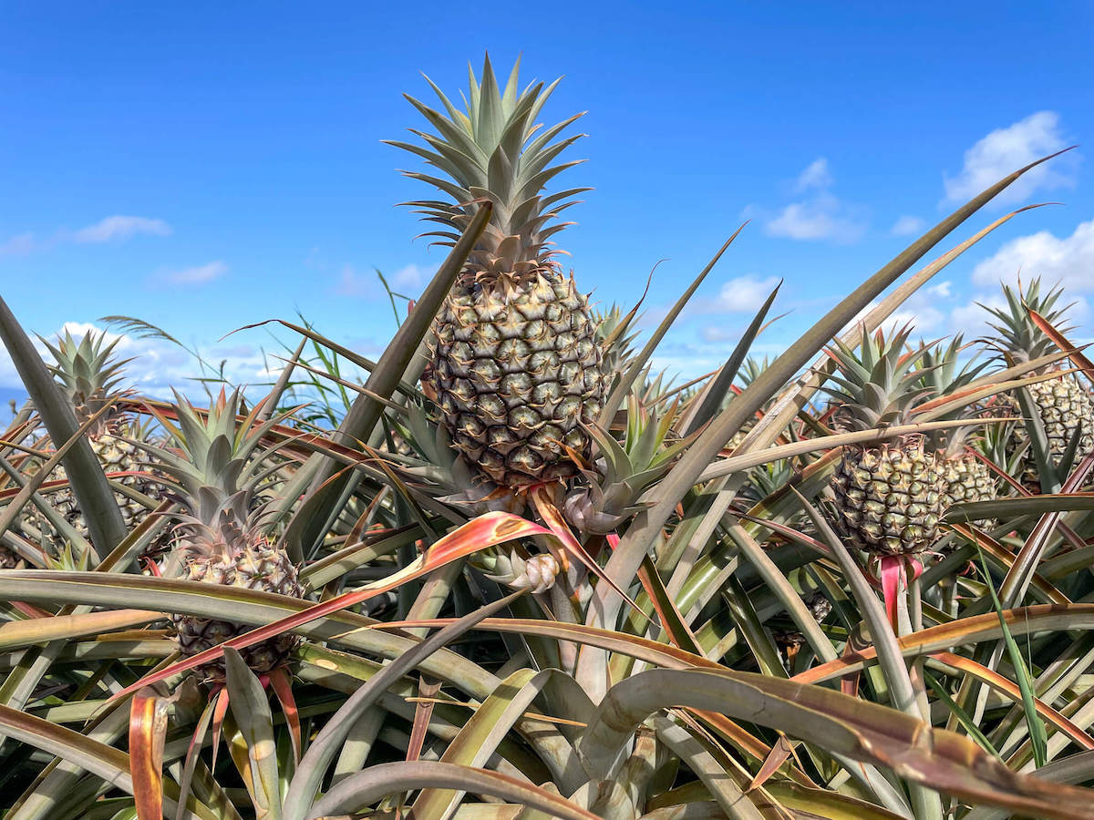 Find out all about this Maui pineapple tour by top Hawaii blog Hawaii Travel with Kids. Image of a pineapple in a pineapple field in Maui.