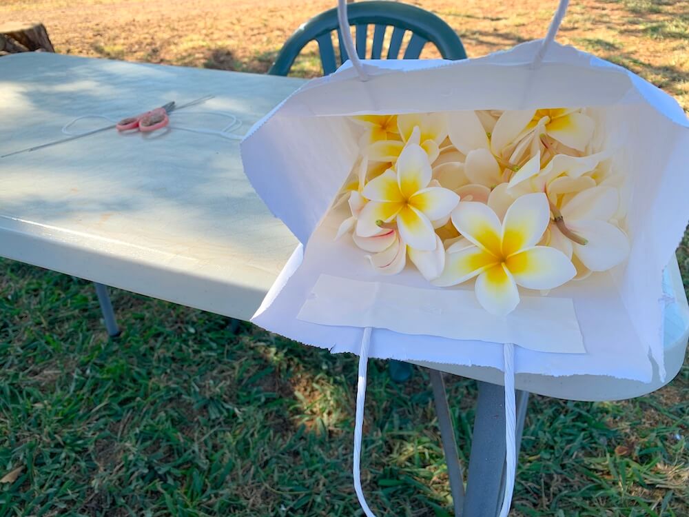 Image of a white paper bags with yellow and white plumeria flowers inside.