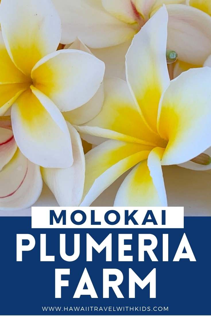 How to Visit the Moloka'i Plumeria Farm (2023)