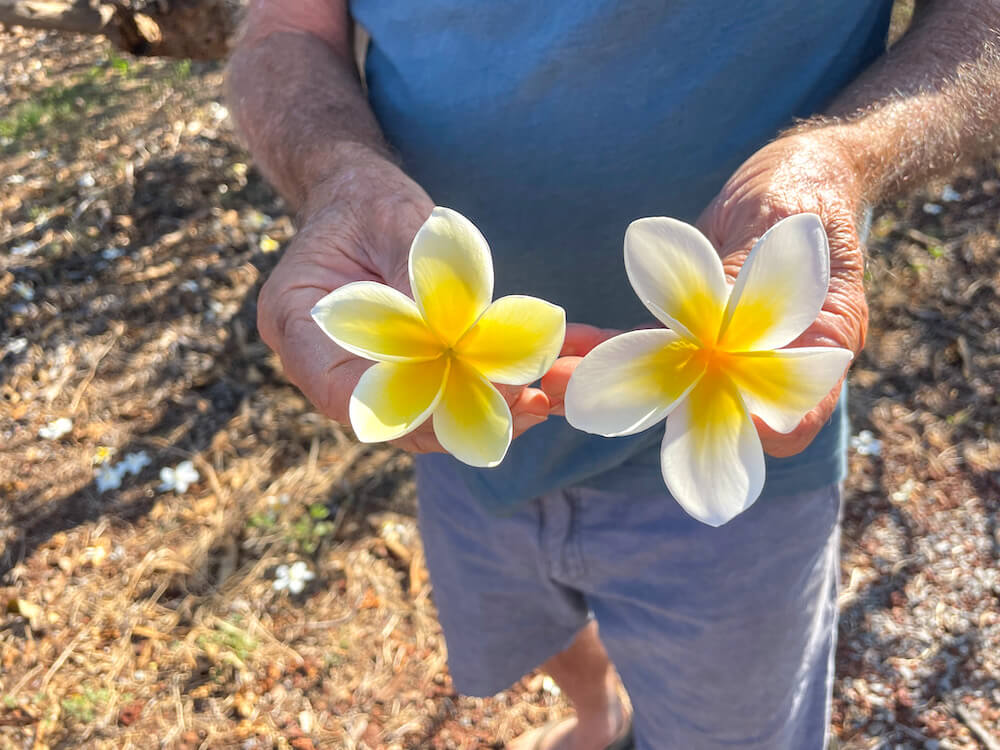 Image of a man holding two yellow and white plumeria flowers on Molokai.