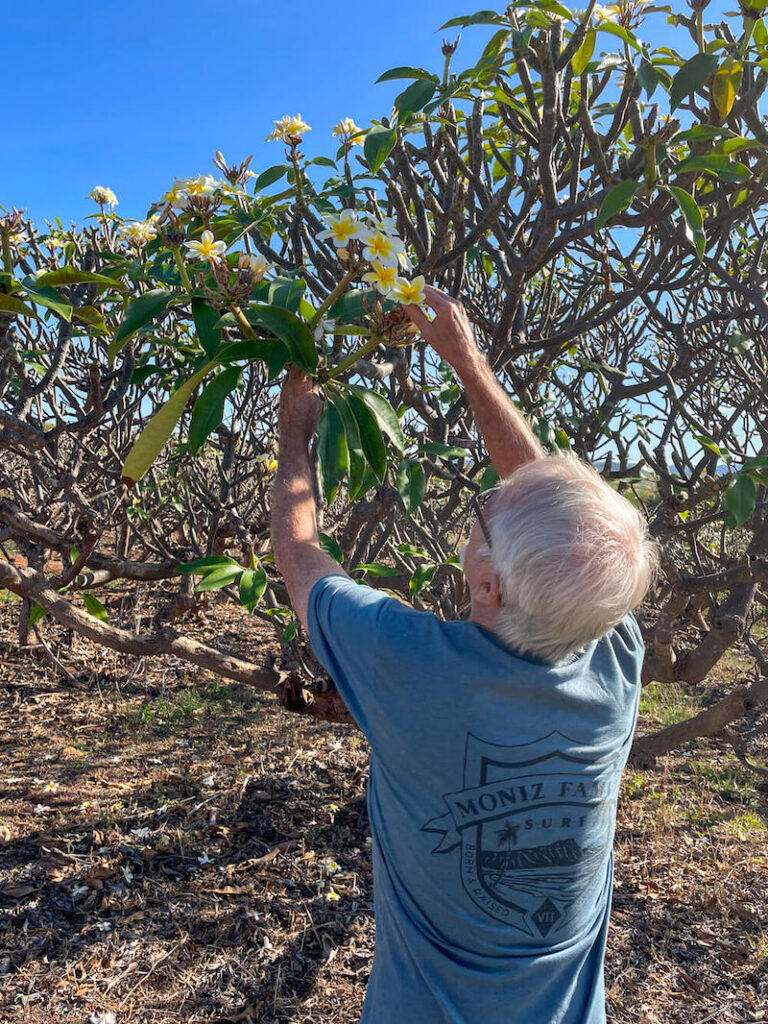 Image of a man holding a plumeria branch while picking flowers in Hawaii.
