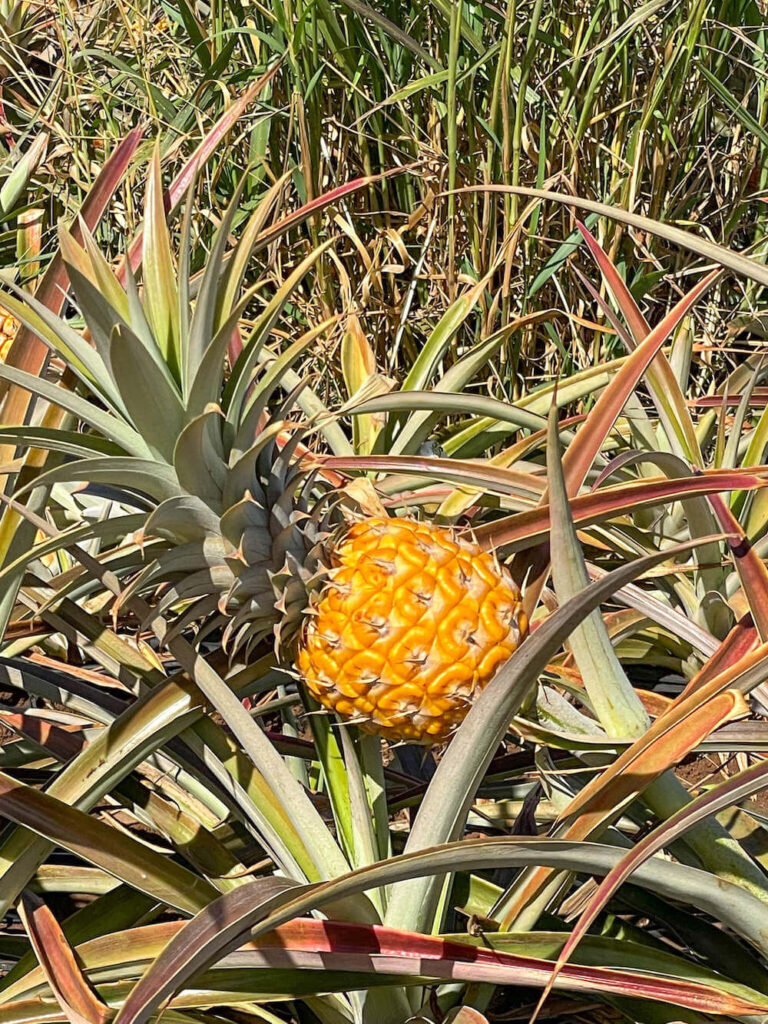 Image of a small ripe pineapple in the Maui pineapple field.