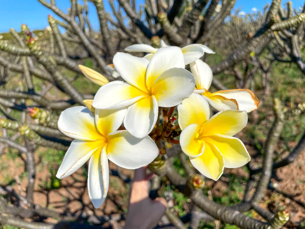 Image of several plumeria flowers on a tree in Hawaii.