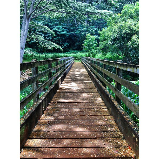 Image of a bridge heading into the Kauai jungle.