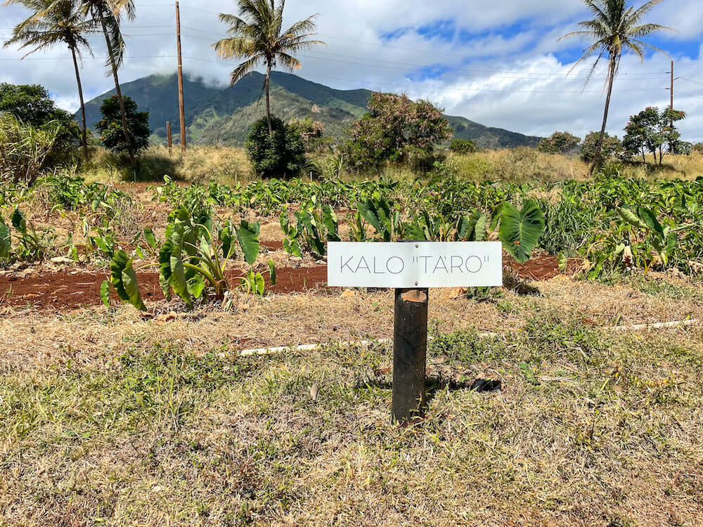 Image of dried grass and a taro field at Maui Tropical Plantation in Hawaii.