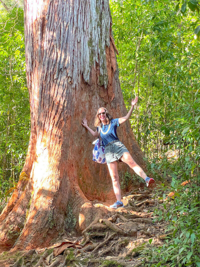 Image of a woman standing next to a massive tree on a Maui hiking trail