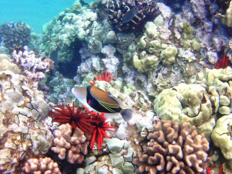 Image of a small tropical fish swimming around coral