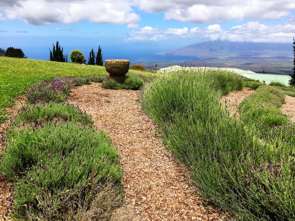 Image of a lavender farm in Upcountry Maui with view of West Maui in the background.