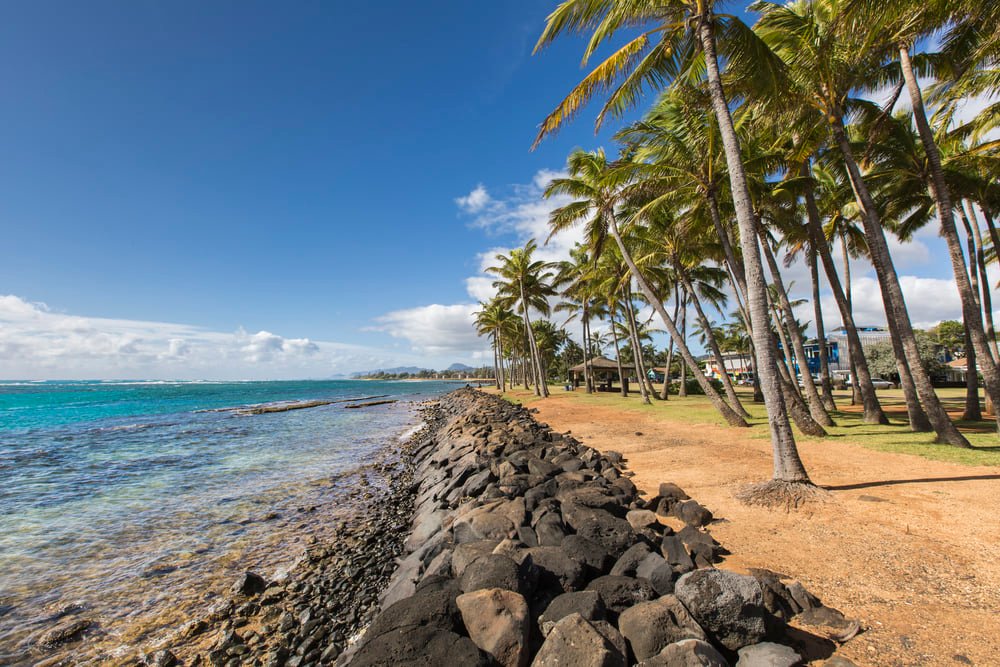 Image of palm trees along a rocky bank next to the ocean