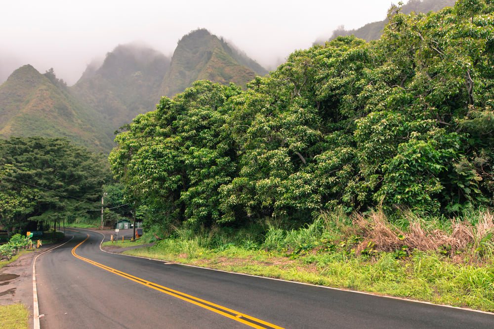 Image of a road going through a foggy forest on Maui