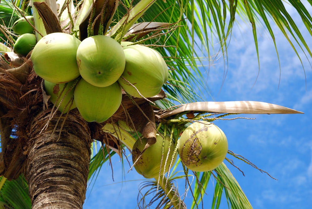 Image of green coconuts on a tree in Hawaii.