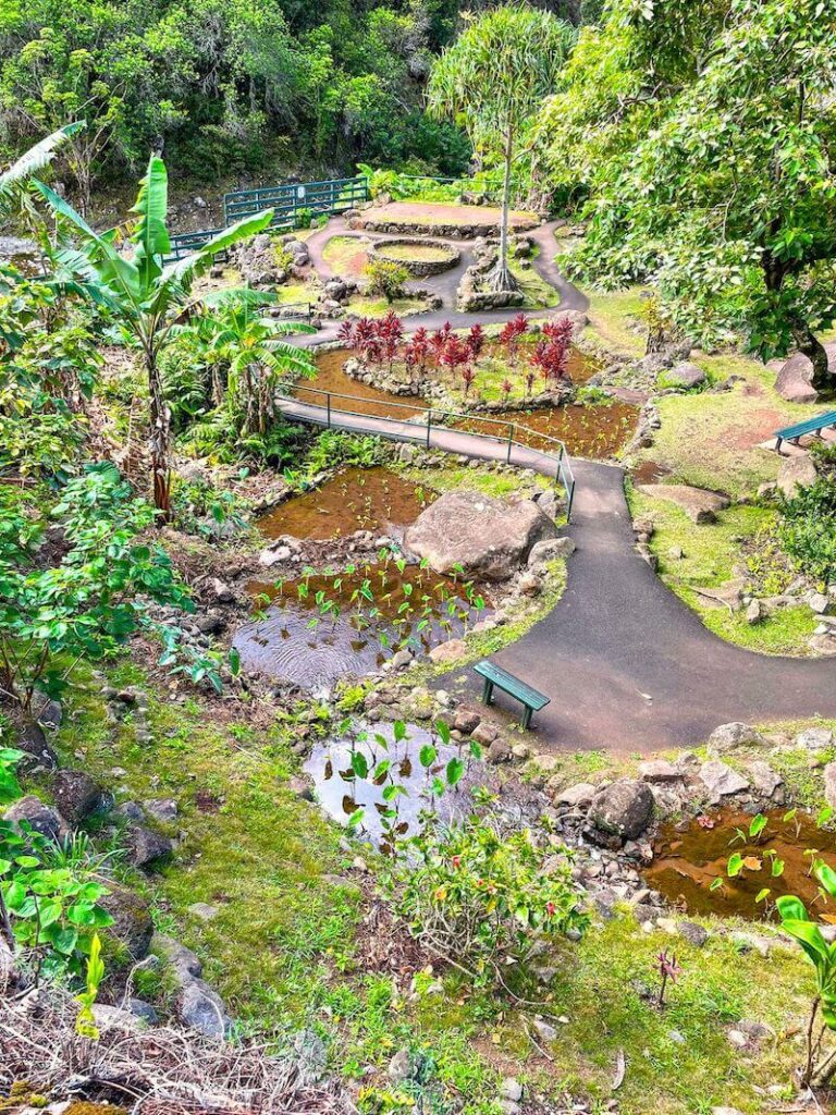 Image of a botanical garden on Maui.