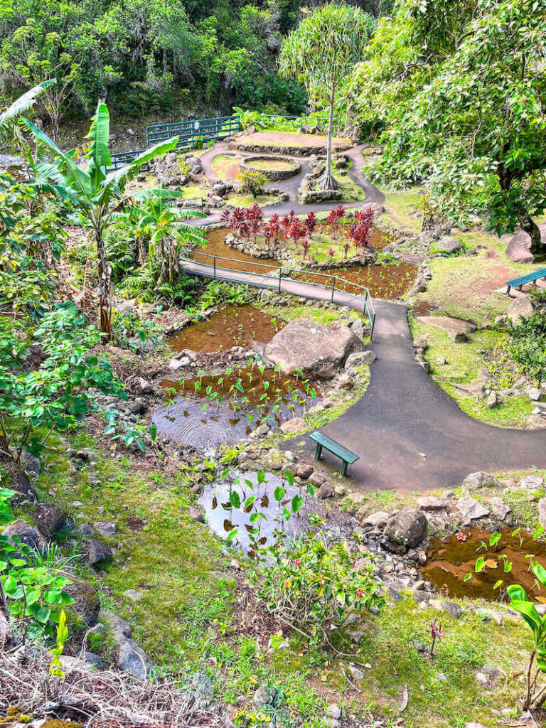 Image of a paved path through a Hawaiian garden with taro plants, trees, ti leaves, and little ponds.