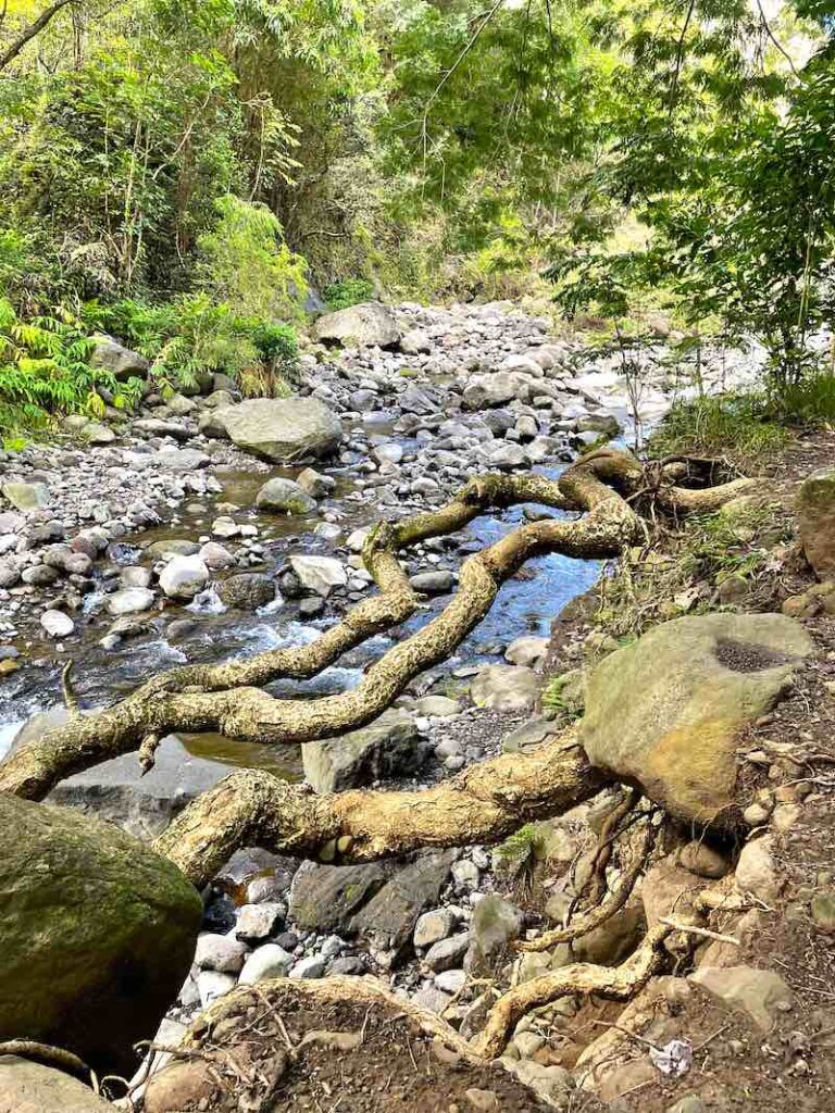 Image of a trickle of water in a stream in Maui Hawaii.