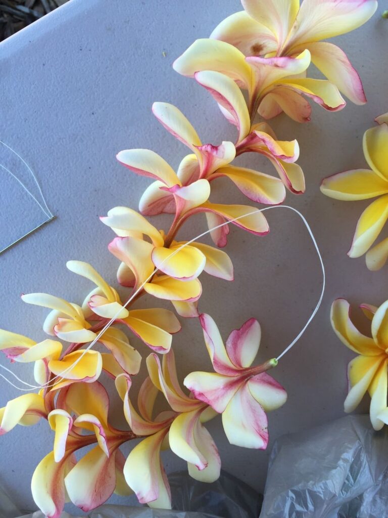 Image of a handmade plumeria lei with string and a needle.