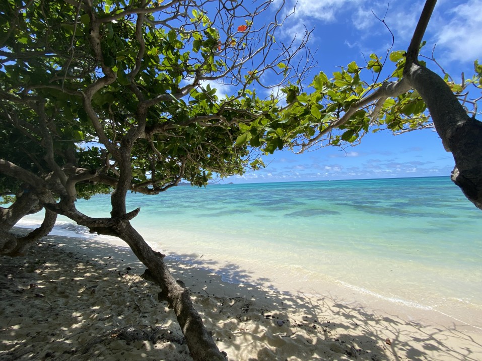 Image of a beach with trees and turquoise blue water at Waimanalo Beach