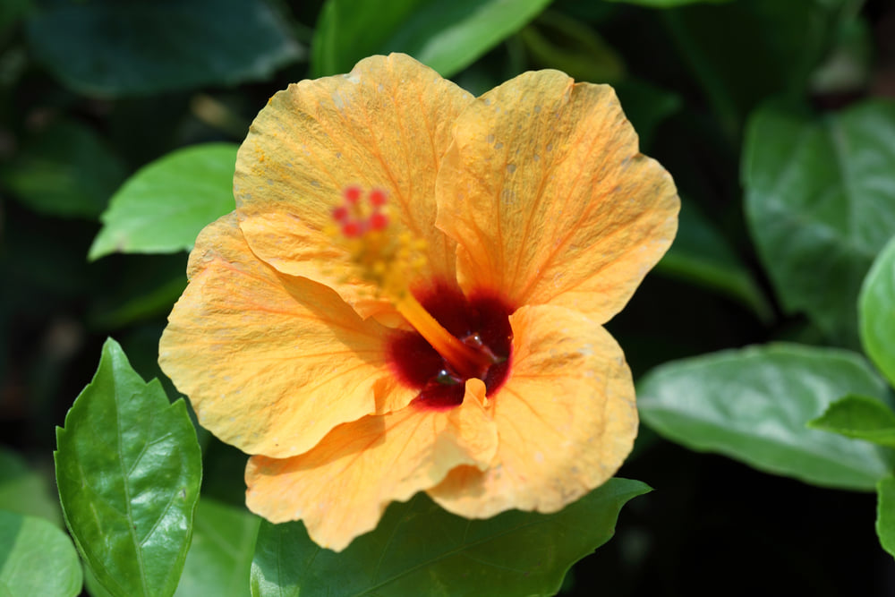 The Hawaii state flower is the yellow hibiscus