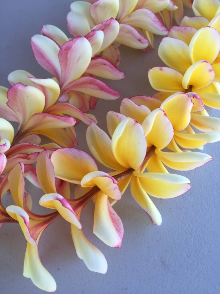 Image of a pink and yellow plumeria lei on a table.