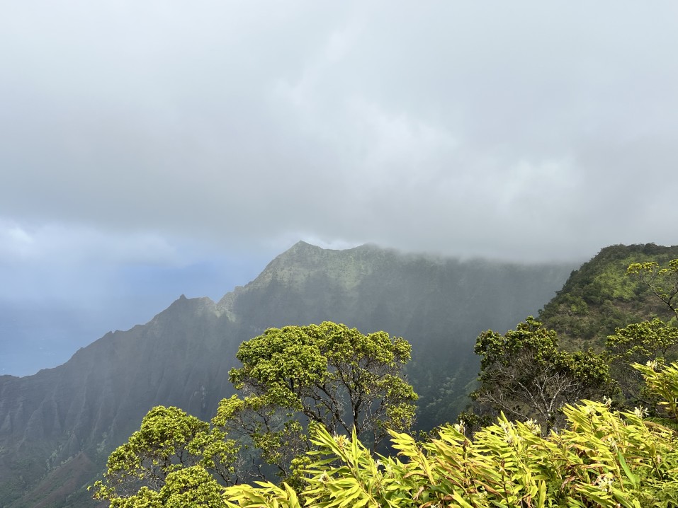 Image of green trees and mountains with fog