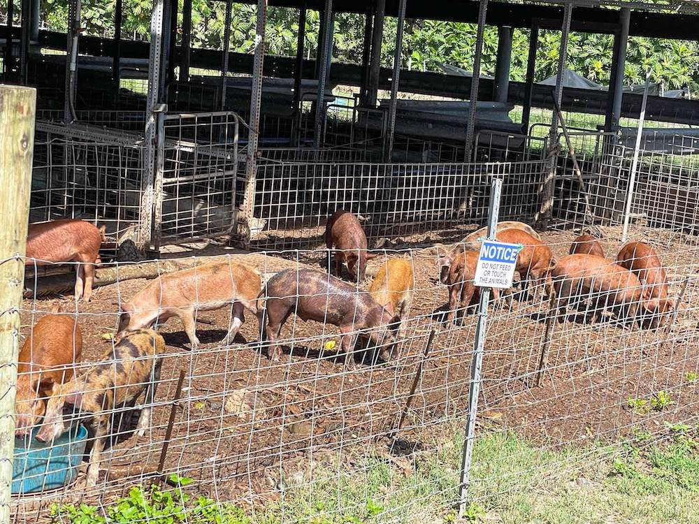 Image of pigs at Kualoa Ranch in Hawaii.
