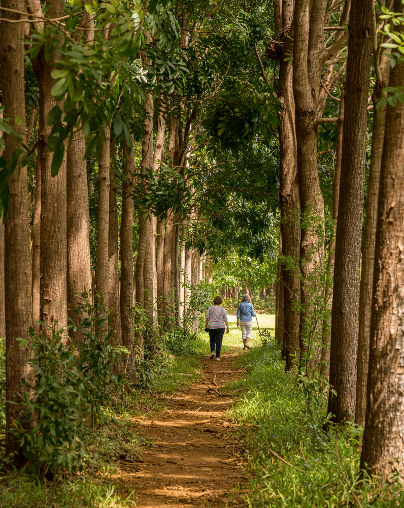 Image of people walking through a Mahogany forest on Kauai.