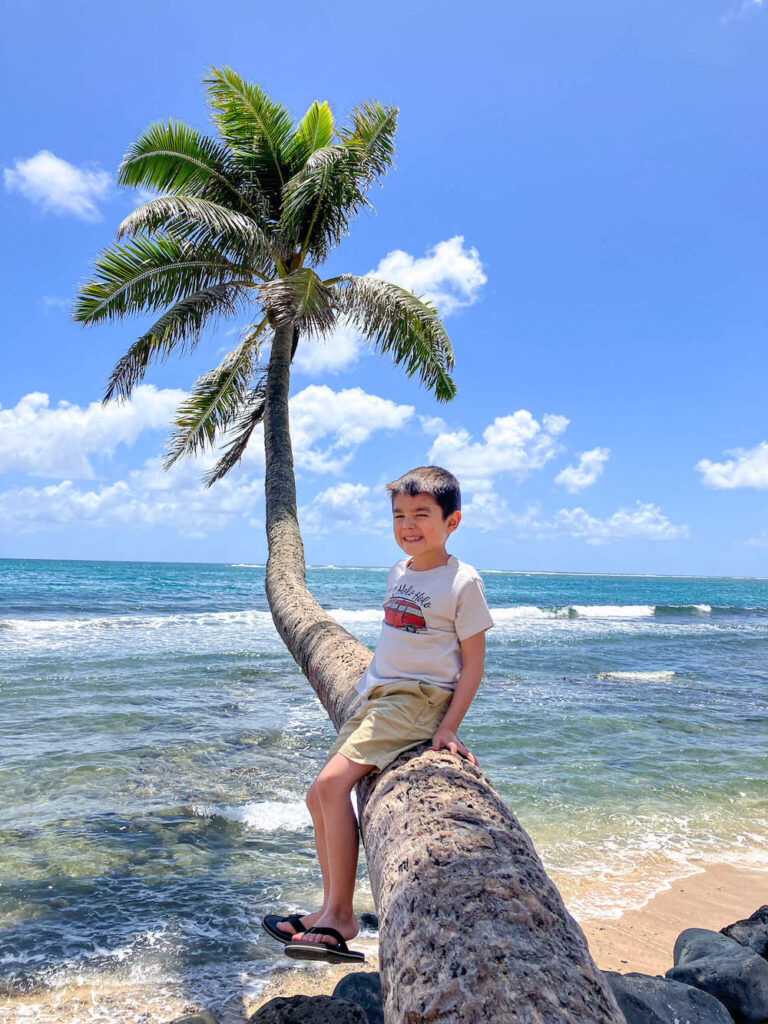 Image of a boy sitting on a palm tree that's over the ocean and beach