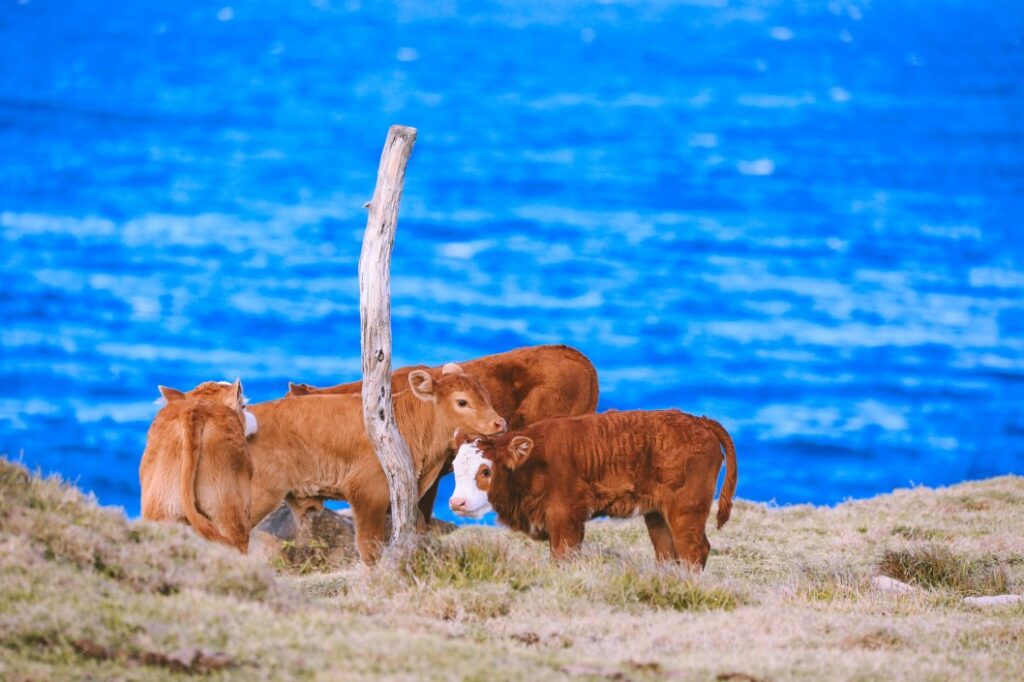 Image of cows hanging out on grass next to the ocean in Maui