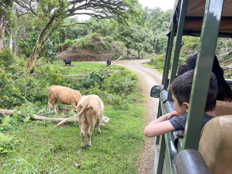 oahu-activities-for-families-kualoa-ranch-jungle-tour-review-2023